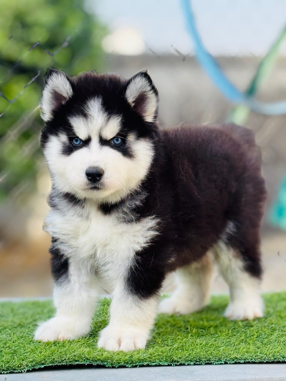 Siberian Husky angle 2
